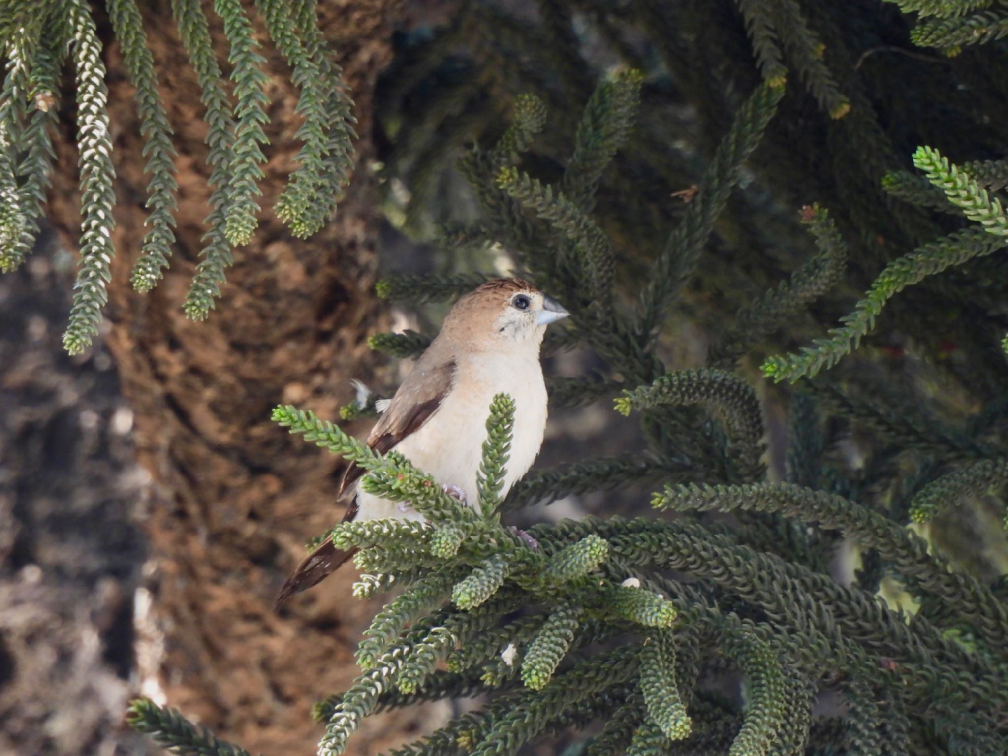 Photo of Indian Silverbill at 台南市 by カモちゃん