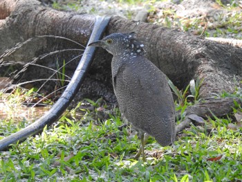 Malayan Night Heron 台湾 Sat, 11/18/2023