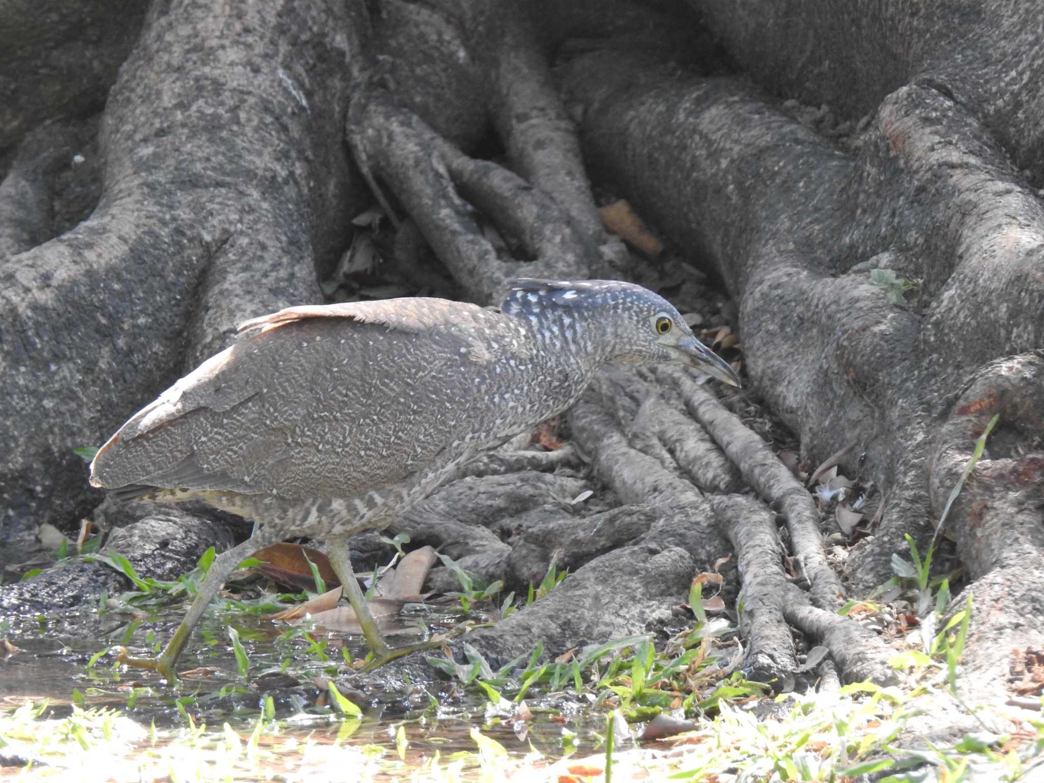 台湾 ズグロミゾゴイの写真 by ときちゃん（ibis）