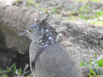 Malayan Night Heron 台湾 Sat, 11/18/2023