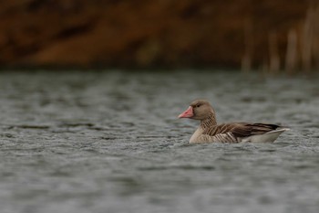 Greylag Goose 福岡県 Sun, 1/21/2024