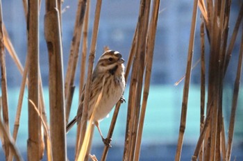 Common Reed Bunting Yatsu-higata Sun, 1/14/2024