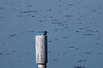 Common Kingfisher Yatsu-higata Sun, 1/14/2024