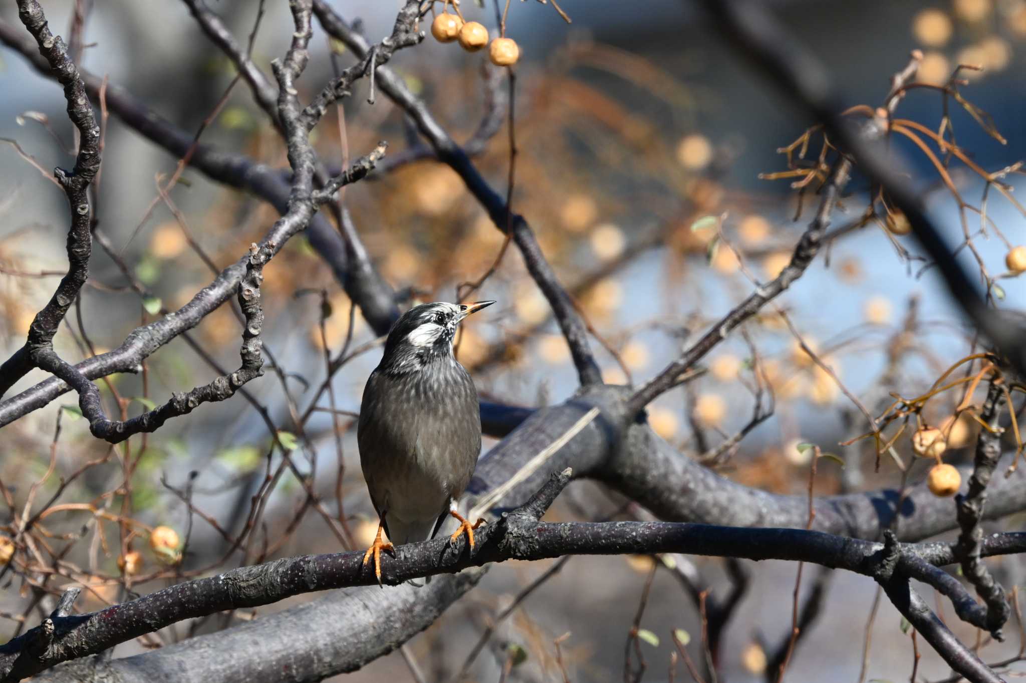 White-cheeked Starling