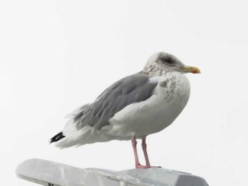 Vega Gull 志賀島(福岡県) Sat, 12/24/2022