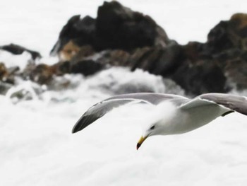 ウミネコ 志賀島(福岡県) 2022年12月24日(土)