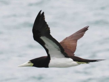 2022年12月24日(土) 志賀島(福岡県)の野鳥観察記録