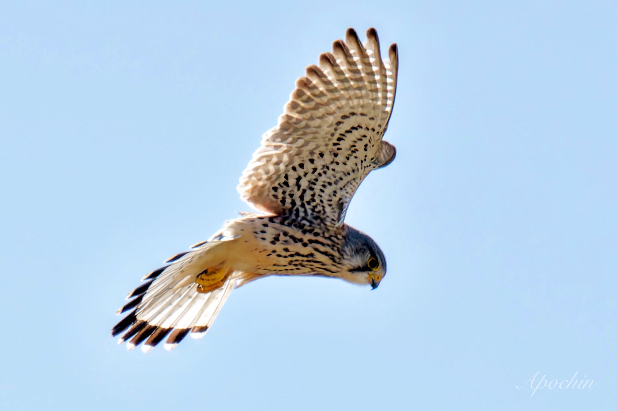 Photo of Common Kestrel at 利根川 by アポちん