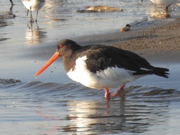 2024年3月4日(月) ふなばし三番瀬海浜公園の野鳥観察記録