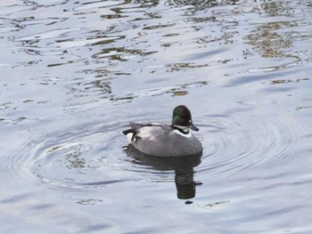 Falcated Duck 山口県 Mon, 12/12/2022