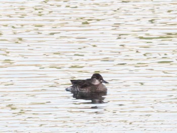 Baikal Teal 山口県 Mon, 12/12/2022