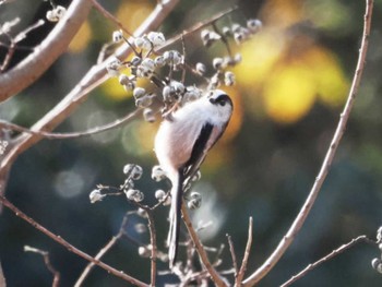 Long-tailed Tit 山口県 Mon, 12/12/2022