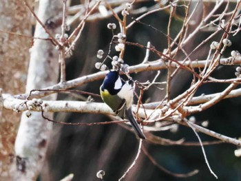 Japanese Tit 山口県 Mon, 12/12/2022