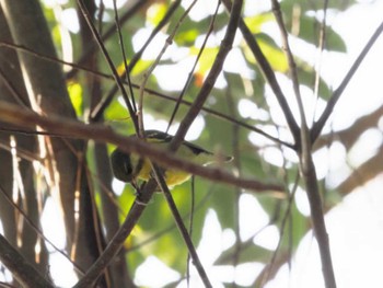 Yellow-bellied Tit 大濠公園 Sat, 12/10/2022