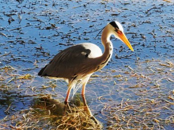 Sat, 12/10/2022 Birding report at 大濠公園