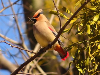 Japanese Waxwing 大室公園 Sat, 3/2/2024