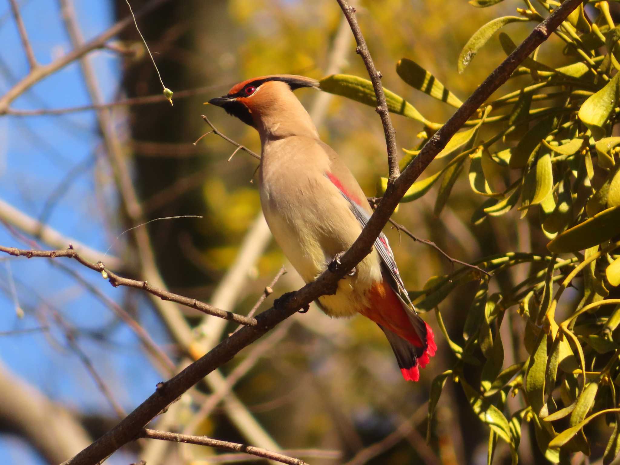 Japanese Waxwing