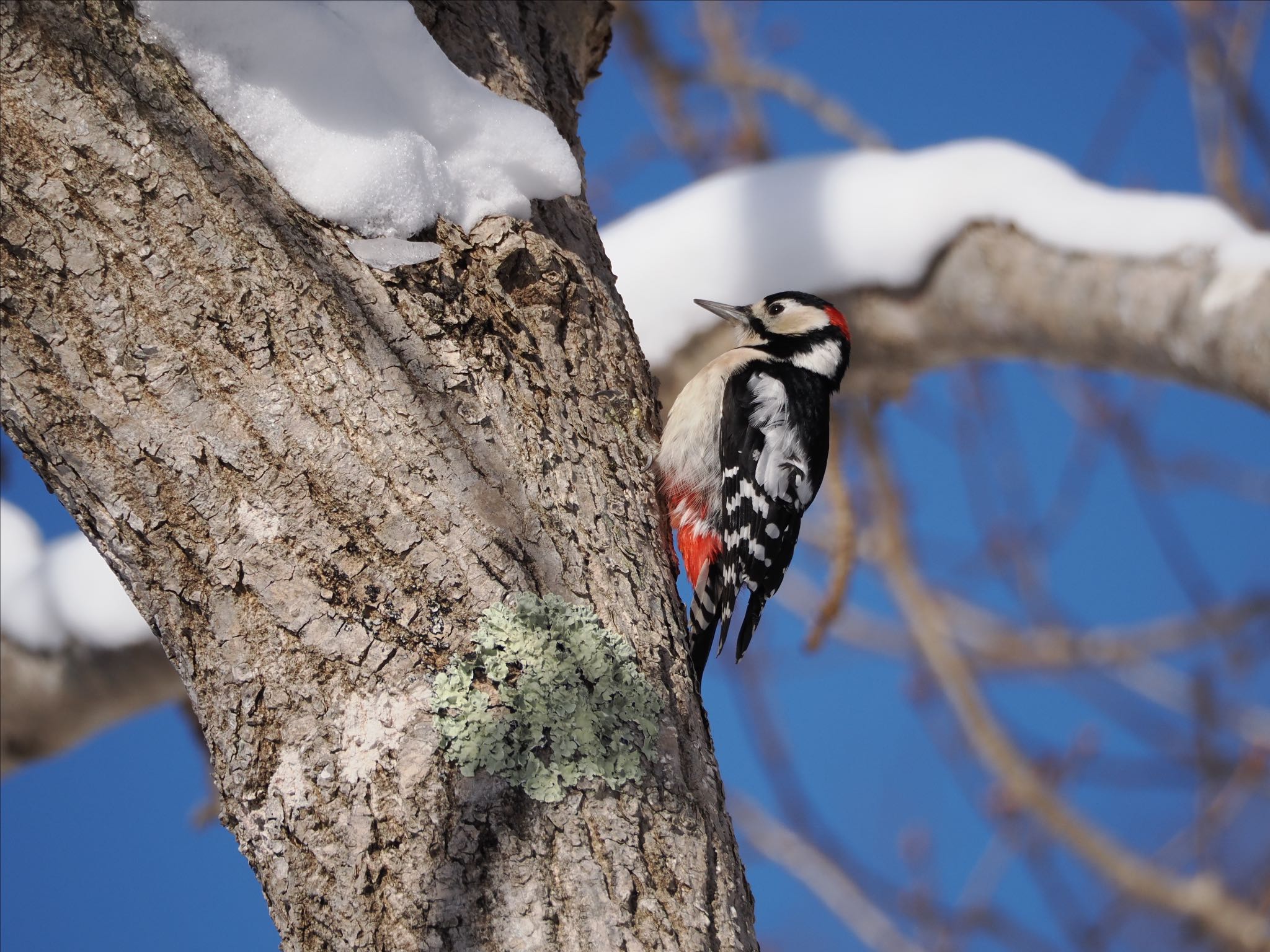 Great Spotted Woodpecker(japonicus)