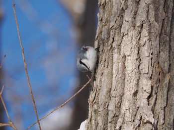 2024年3月5日(火) 西岡公園(西岡水源地)の野鳥観察記録