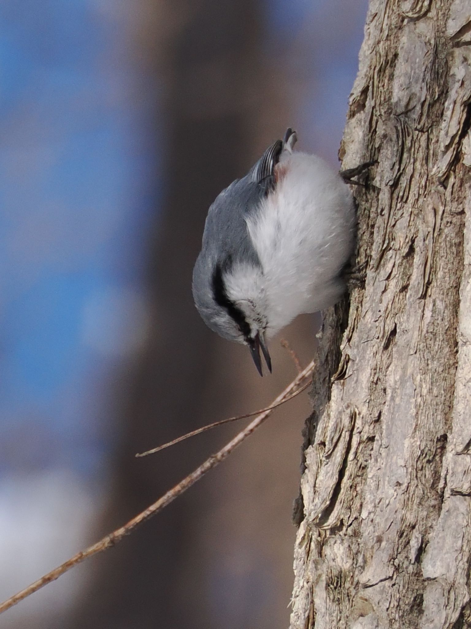 ゴジュウカラ