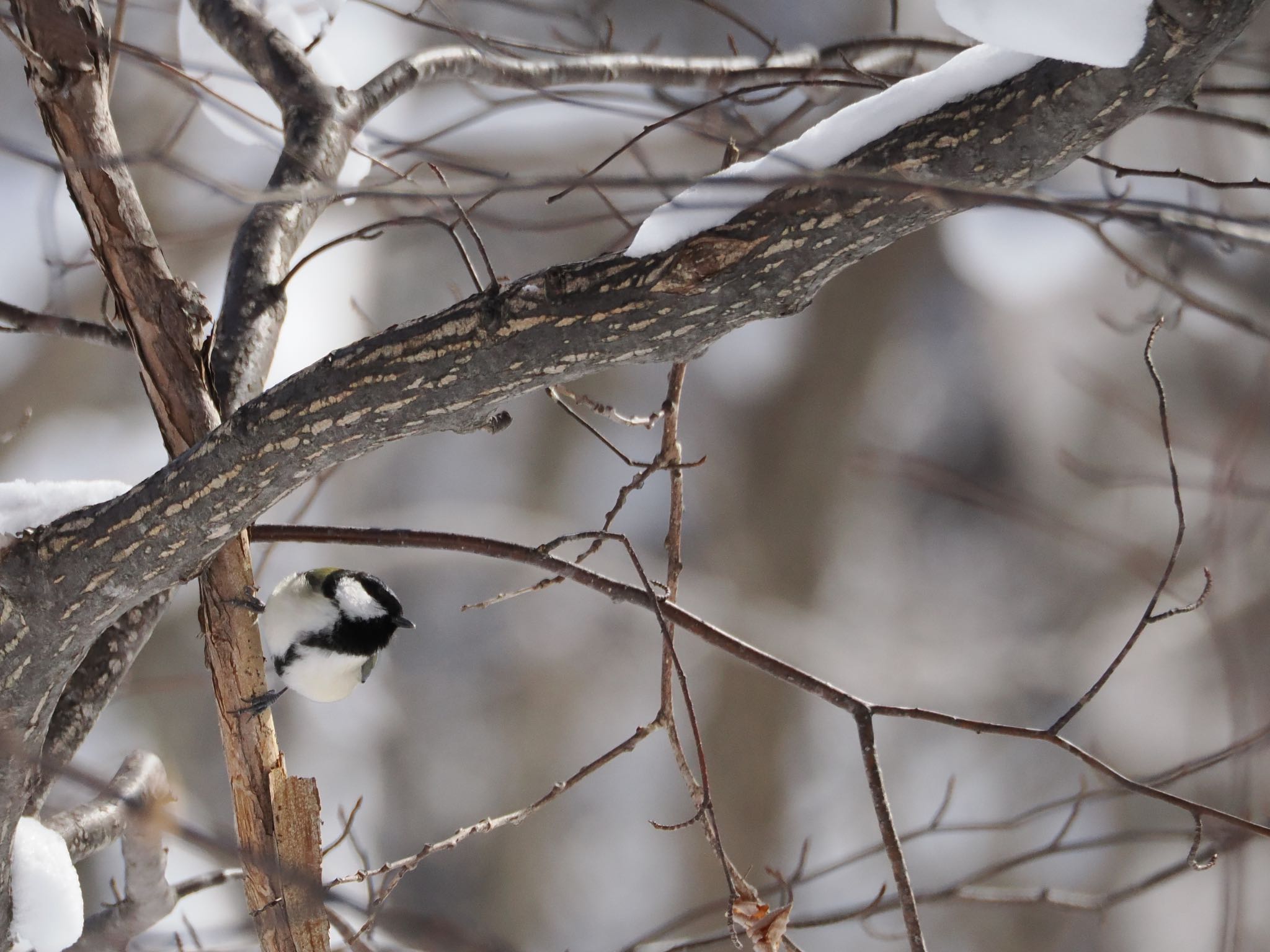 Japanese Tit