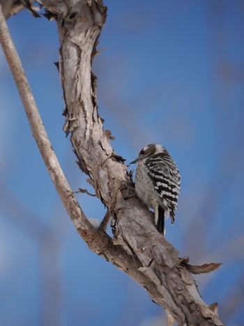 Japanese Pygmy Woodpecker(seebohmi) Nishioka Park Tue, 3/5/2024