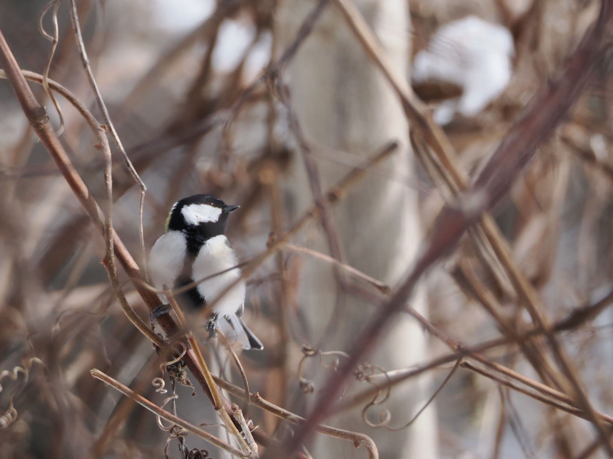 Photo of Japanese Tit at Nishioka Park by シマエナガに会いたい