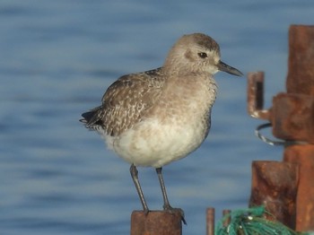 ダイゼン ふなばし三番瀬海浜公園 2024年3月4日(月)