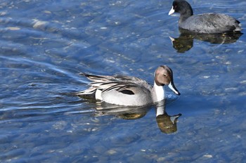 Northern Pintail Yatsu-higata Sun, 1/14/2024