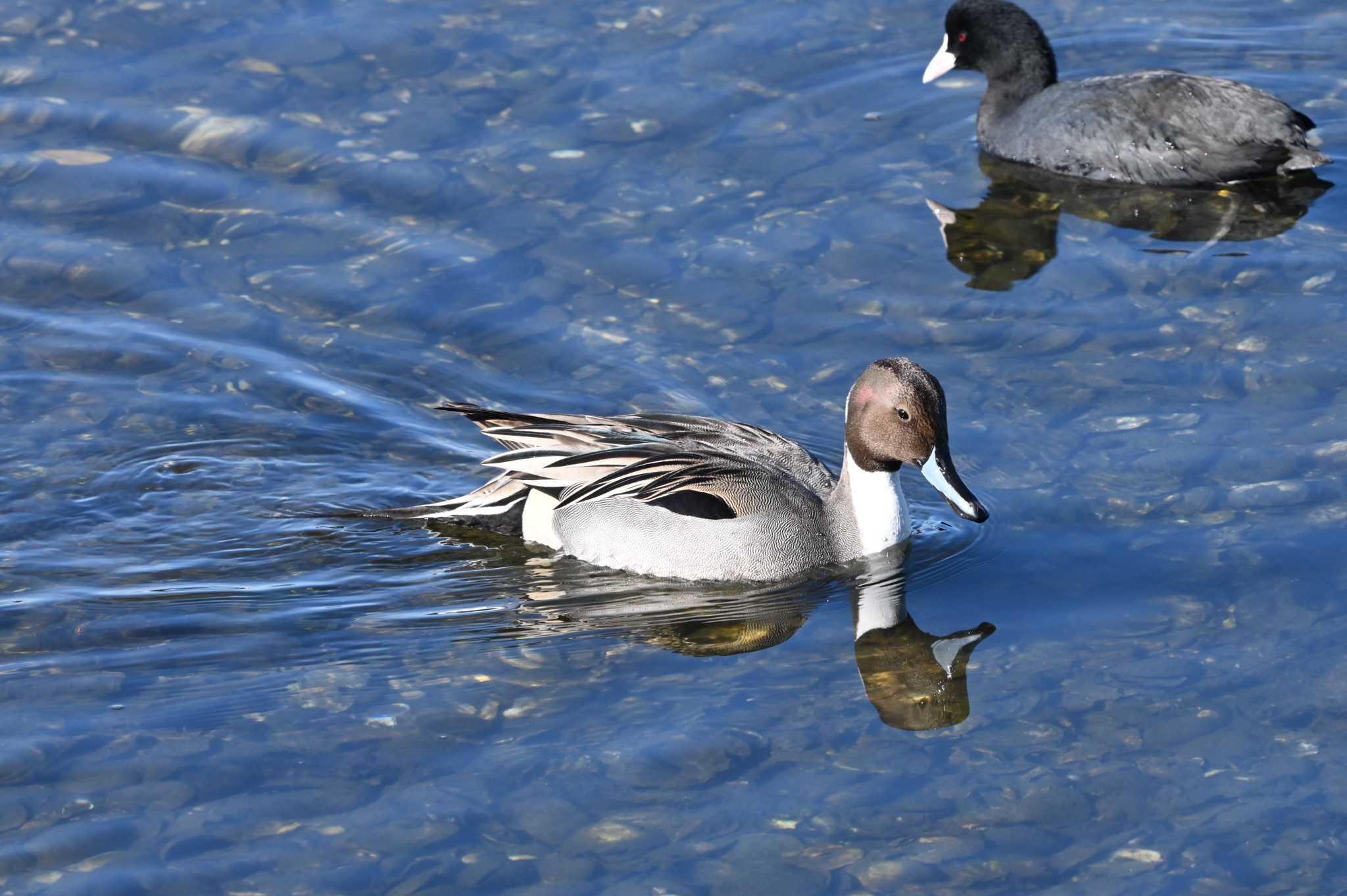 Northern Pintail