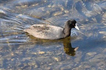 Eurasian Coot Yatsu-higata Sun, 1/14/2024