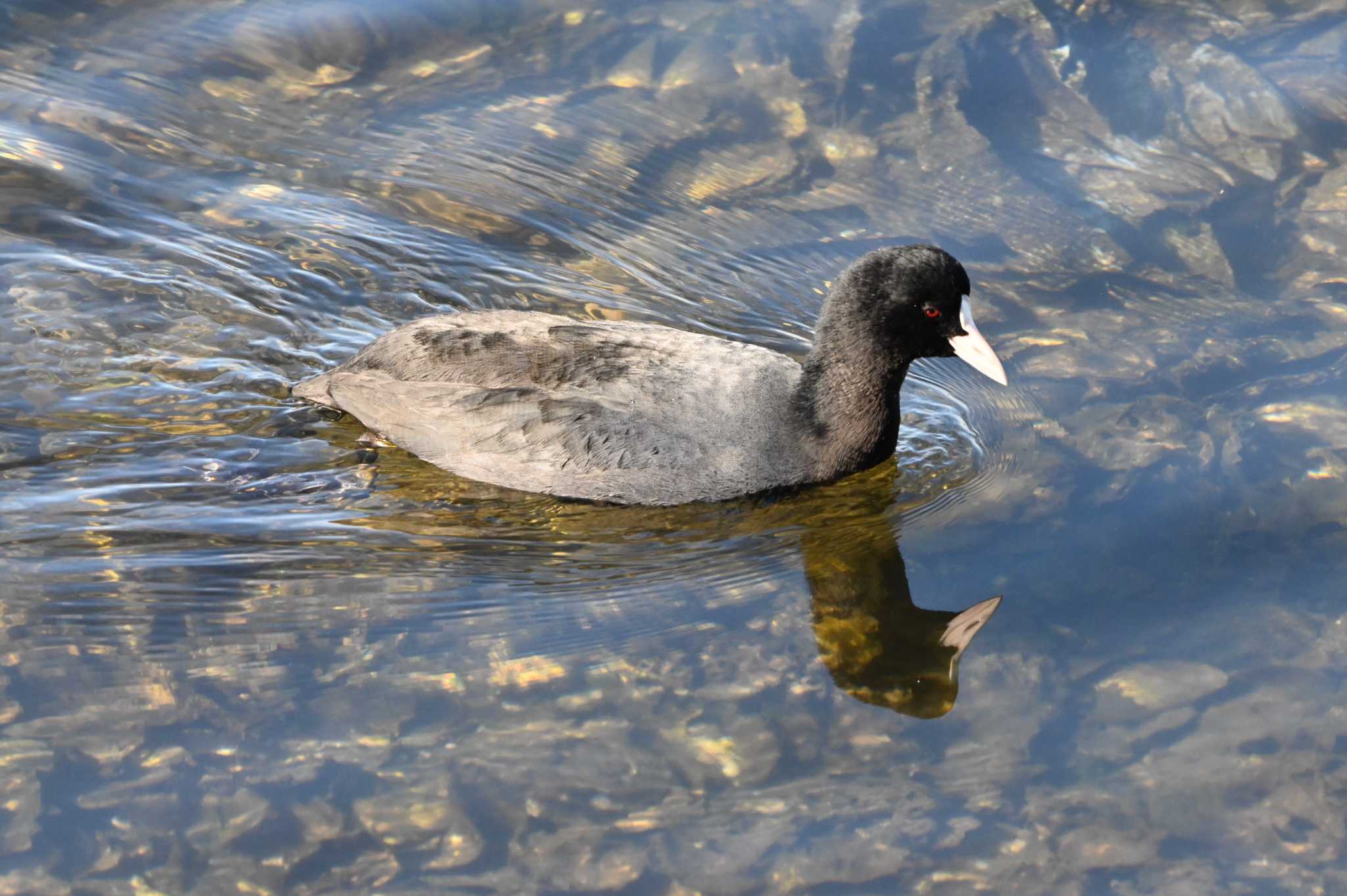 Eurasian Coot