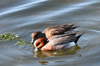 Eurasian Wigeon Yatsu-higata Sun, 1/14/2024