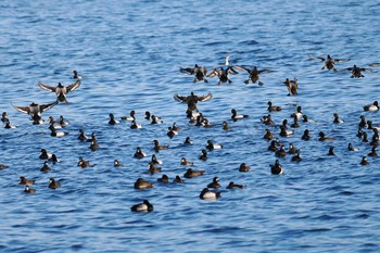 スズガモ 野島公園 2024年3月3日(日)