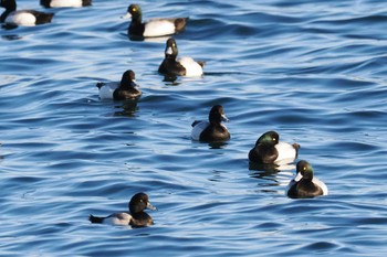 スズガモ 野島公園 2024年3月3日(日)