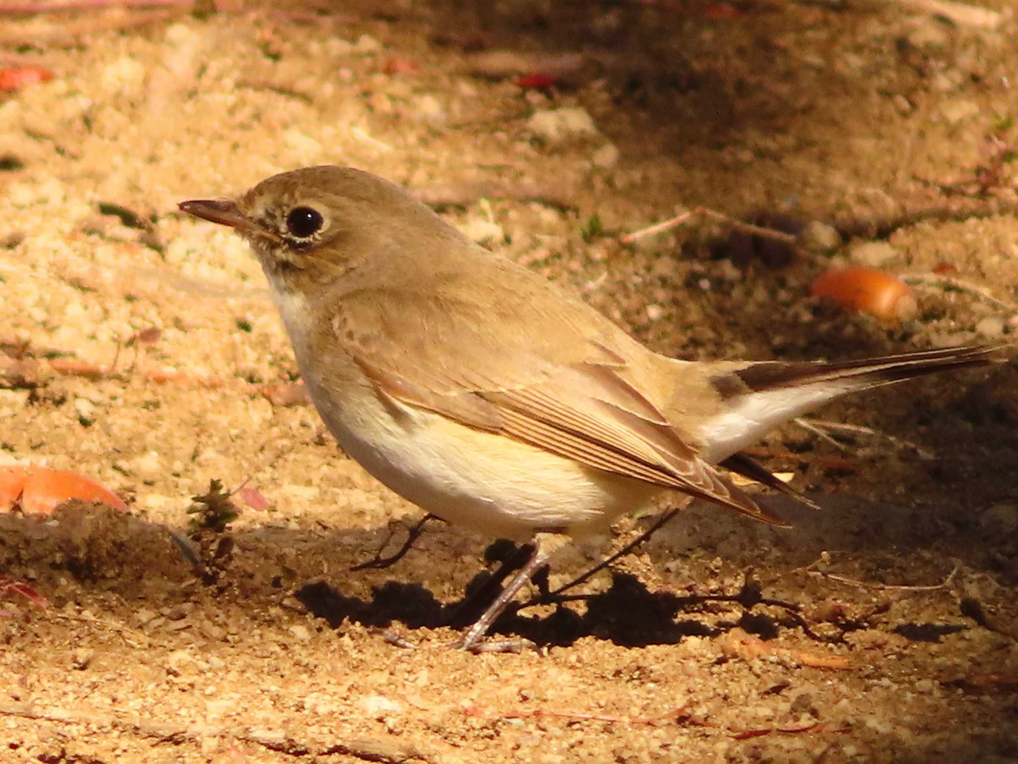 Red-breasted Flycatcher