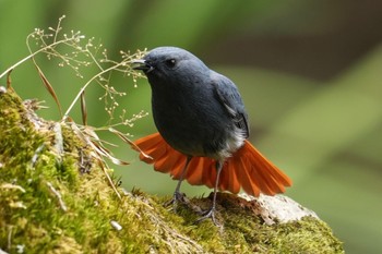 Plumbeous Water Redstart 阿里山国家森林遊楽区 Tue, 3/5/2024