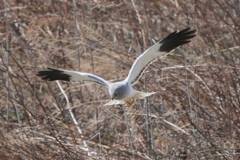 Hen Harrier 利根川 Unknown Date