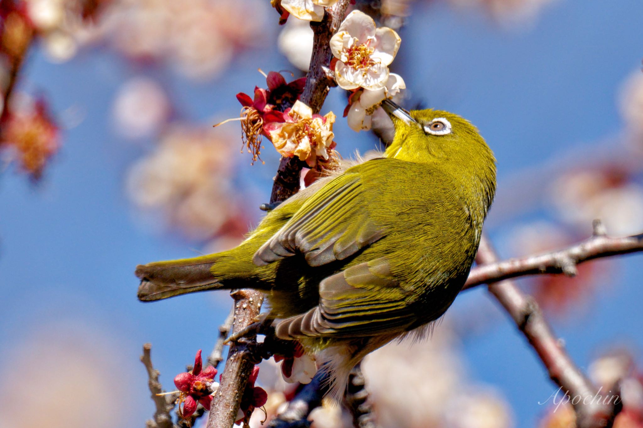 Photo of Warbling White-eye at Shinjuku Gyoen National Garden by アポちん