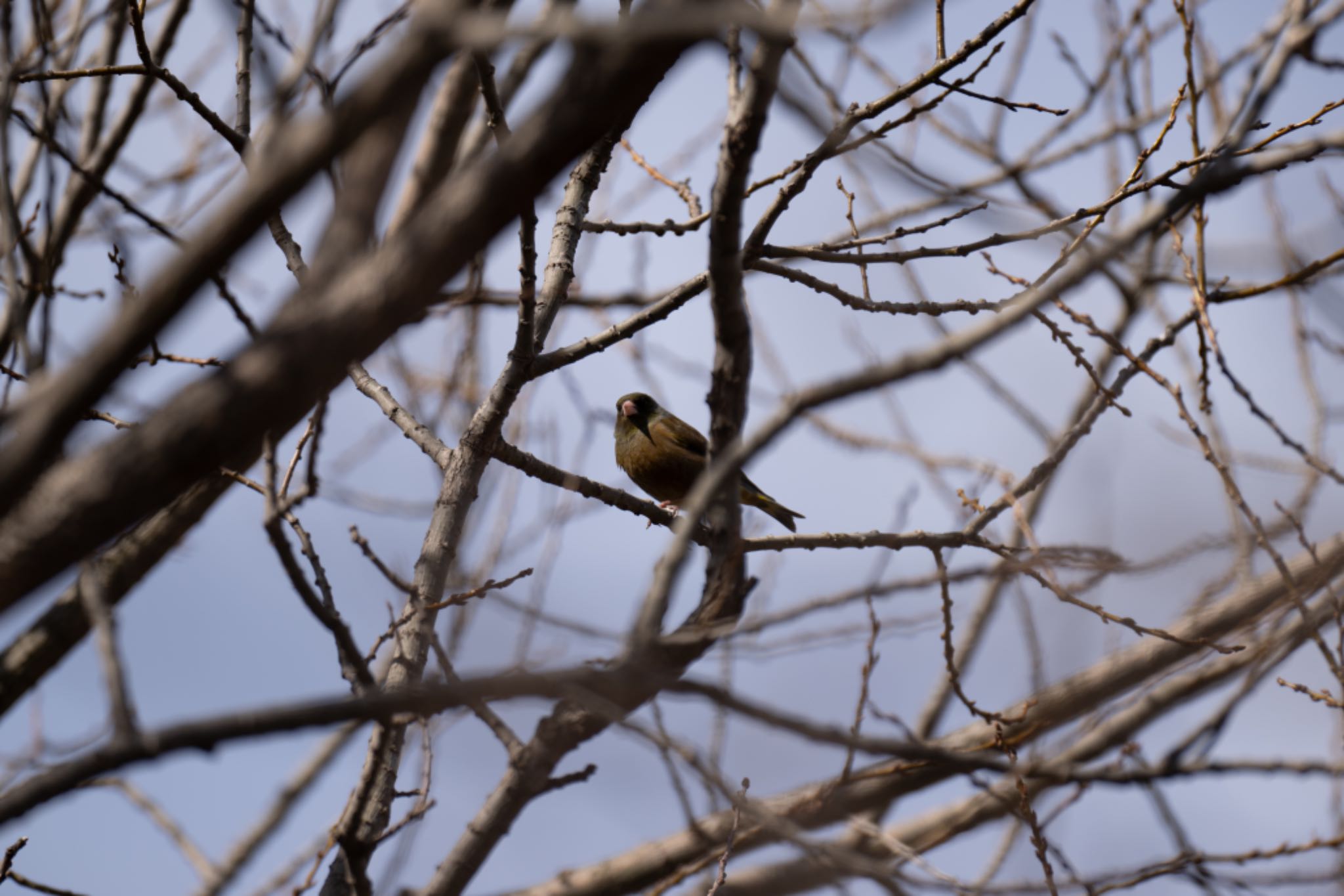 Photo of Oriental Greenfinch(kawarahiba) at Mizumoto Park by アカウント5644