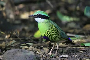 ミドリシマヤイロチョウ カッティエン国立公園 2018年11月30日(金)