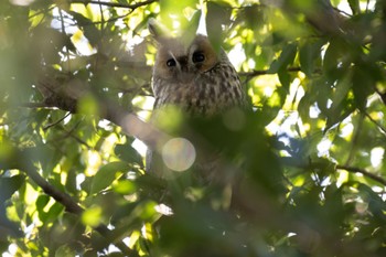 Long-eared Owl Watarase Yusuichi (Wetland) Sat, 3/2/2024