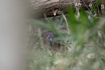 Japanese Night Heron Mizumoto Park Sat, 3/2/2024