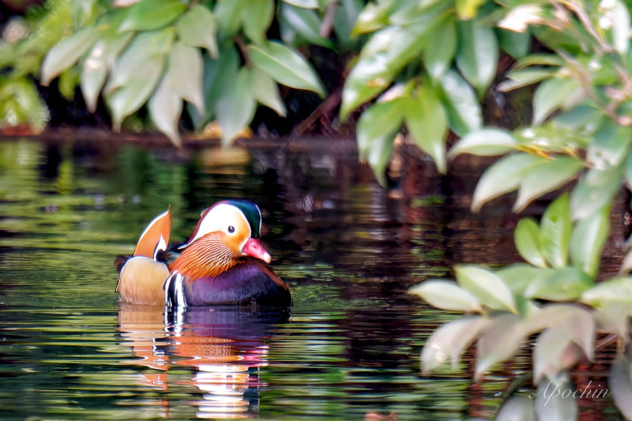 Photo of Mandarin Duck at Shinjuku Gyoen National Garden by アポちん