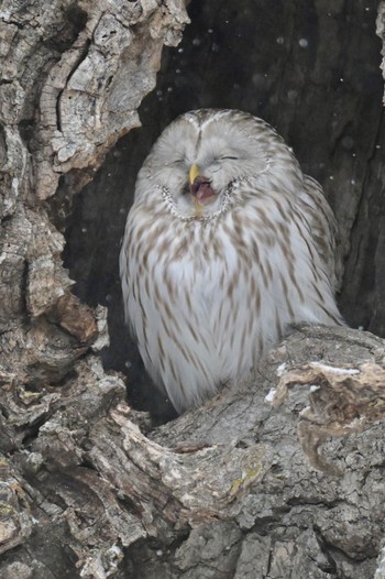 Ural Owl(japonica) Unknown Spots Fri, 3/1/2024