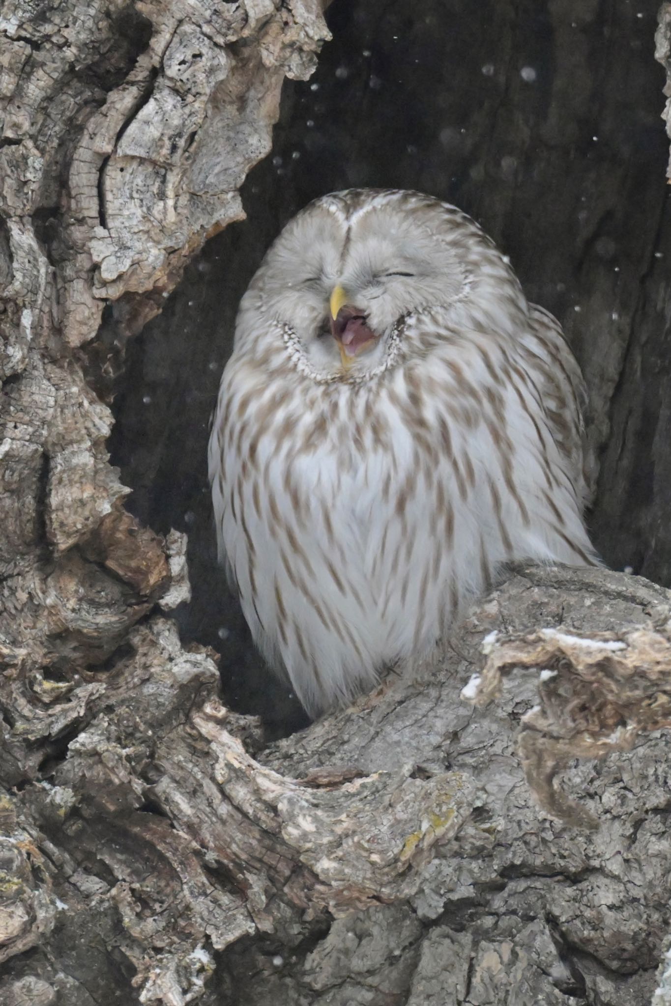 Photo of Ural Owl(japonica) at  by 美妃8