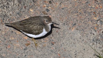 2024年3月3日(日) 奈良の小川の野鳥観察記録