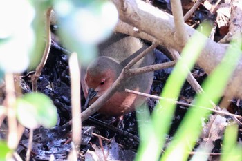 ヒクイナ 行徳野鳥観察舎付近 2024年3月3日(日)