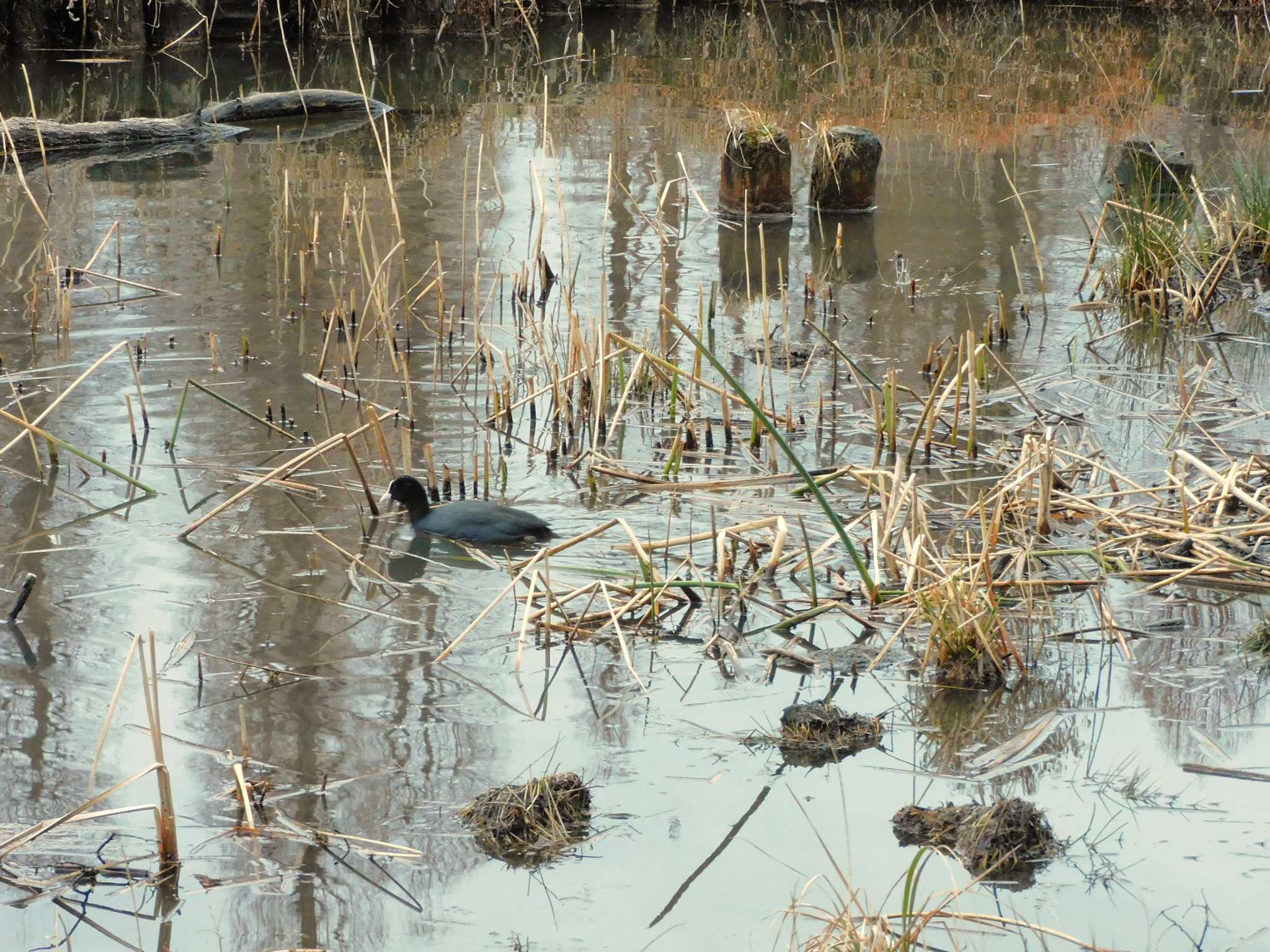 Eurasian Coot