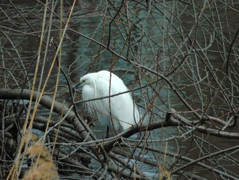 コサギ 井の頭公園 2024年3月6日(水)